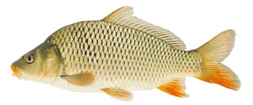 Cyprinus carpio