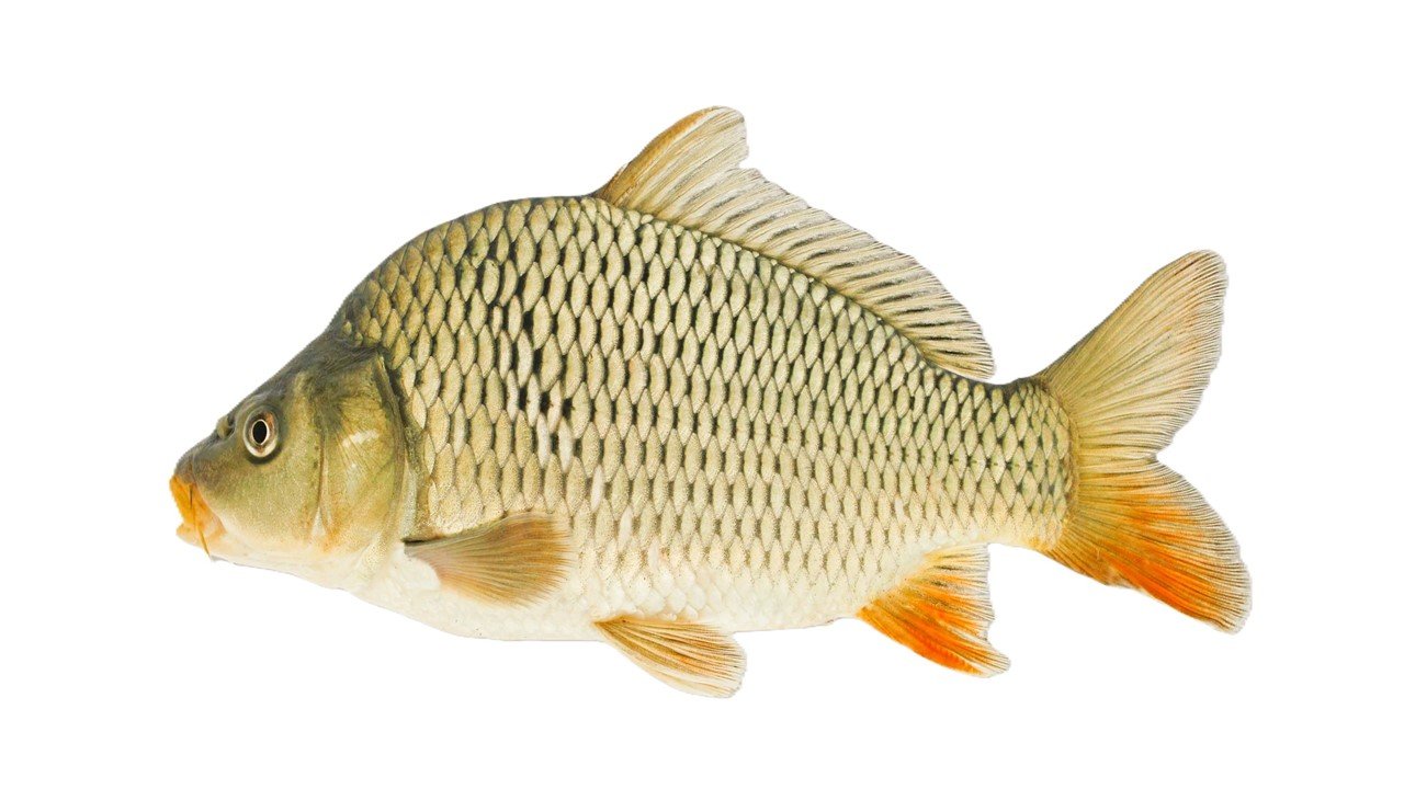 Cyprinus carpio