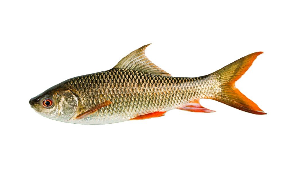 Labeo rohita